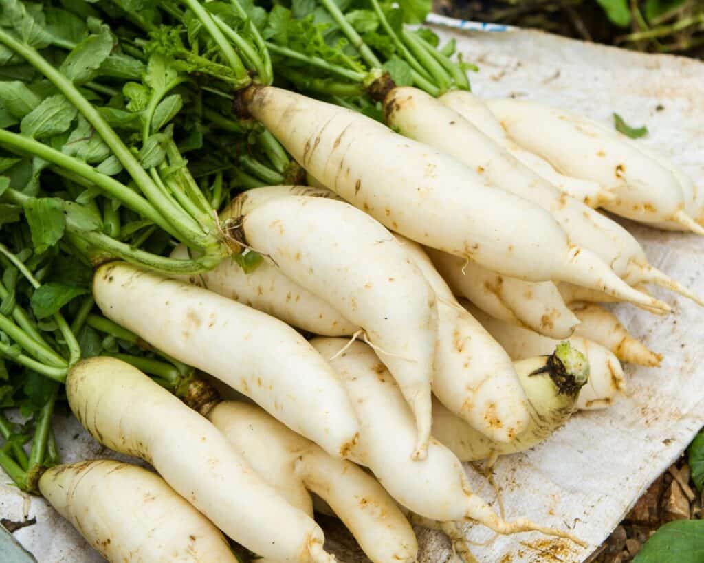 Foods that start with the letter I: Icicle Radish 