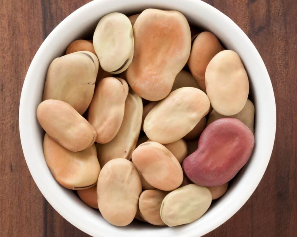 dried broad beans or fava beans find the best alternative