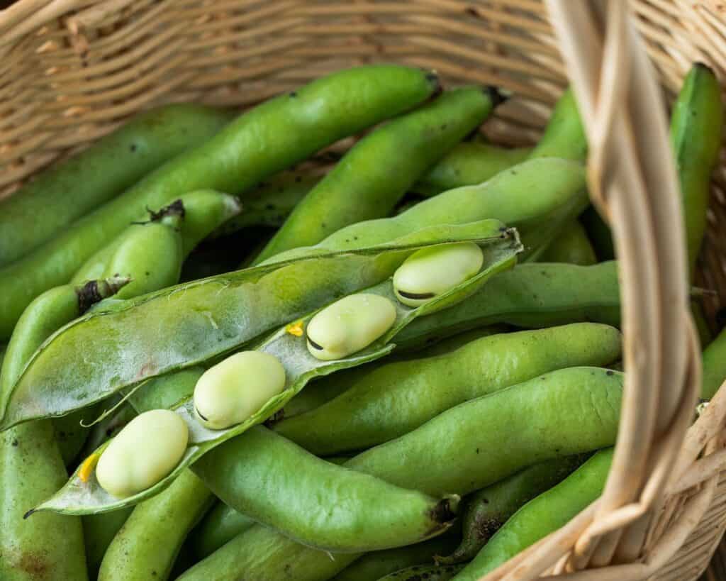 fresh fava beans in pod find the best replacement