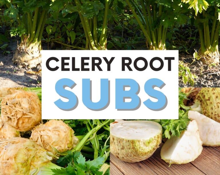 Celery root replacement